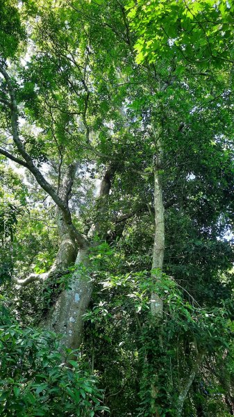 《新竹》沒那簡單｜關西赤柯山東獅頭山步道O繞202506152813521
