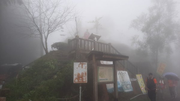 《南投》霧鎖銀杏林｜武岫農圃銀杏林觀景步道及長源圳古道202110231495699