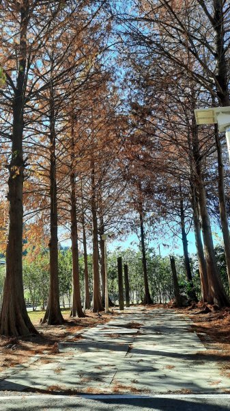 《台中》落雨松季｜石岡挑物古道O繞下情人木橋202501122687598
