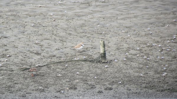 《彰化》海空夕照｜王功燈塔及芳苑海空步道健行賞冬候鳥202601102980278