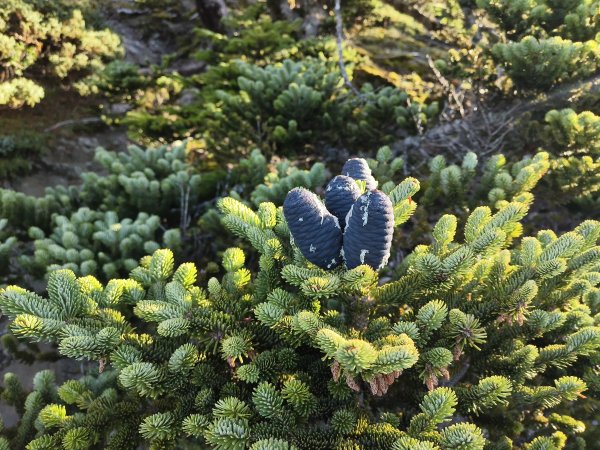 北一段(08/14)陶塞峰 2025_0906~132886938