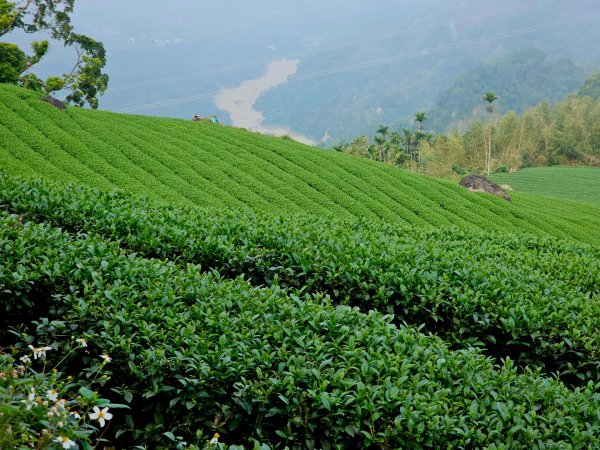 挑筍古道(大尖山、後棟仔山步道)--(雲林)臺灣百大必訪步道2955742