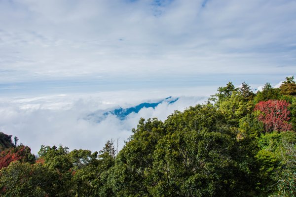 稍來山楓葉林2960904