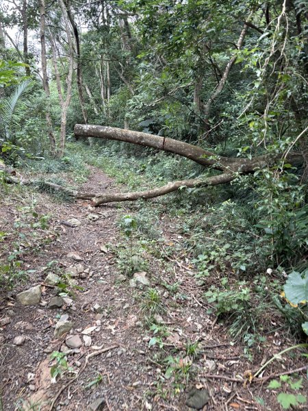 20251129女仍山步道2951776