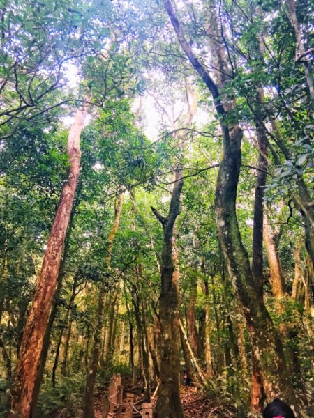 瓏美麗一週一步道（馬那邦山）558311