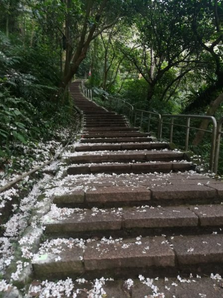 小百岳013號～南港山，幾乎整路爬樓梯，不怕樓梯者限定1348530