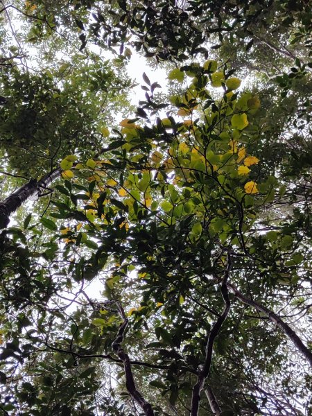 北得拉曼神木群連走內鳥嘴山2940204