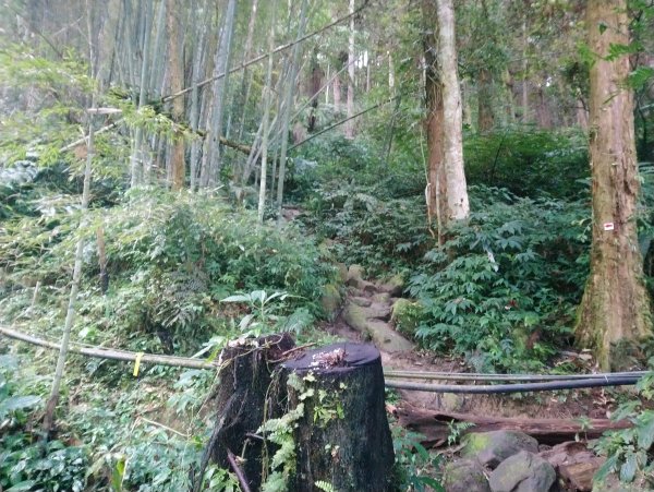 溪頭 南鳳凰山 天文台 神木O型 869807