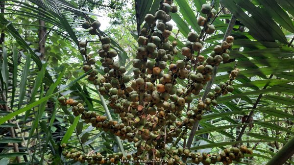 《南投》峰峰相連｜草屯九九峰森林步道O型202509062879266