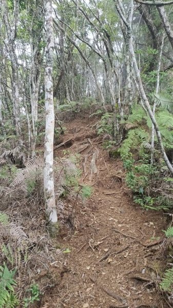 20251010 大雪山國家森林遊樂區 - 船型山林道 登 烏石坑山2911170