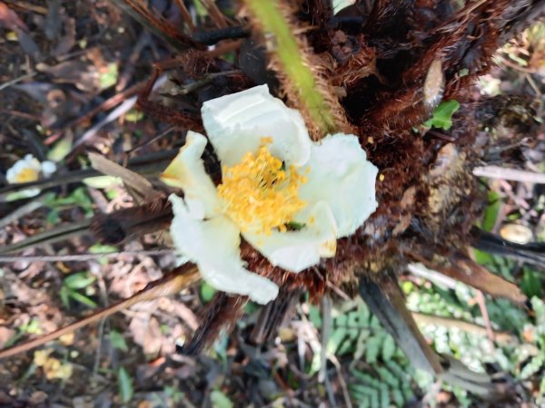 雙溪區雙坪一號橋+盤山坑山+土地公山+474峰+石硿子越嶺古道O型2936398