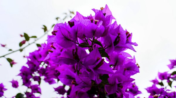 《西江月。竹子湖春》2721777