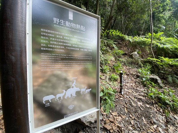 《雪山坑登山步道｜巨人之手森林秘境 Xueshankeng Hiking Trail & Giant2971098