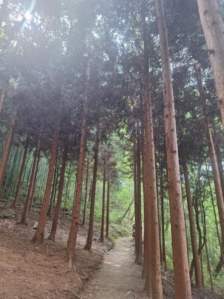 司馬庫斯神木步道順遊司立富瀑布11508023116744