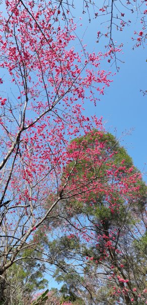 大崎棟-櫻花步道1254141