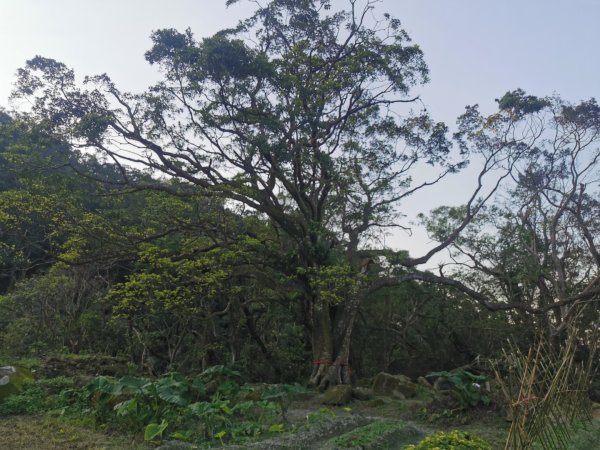 猴山岳萬壽路登山口-猴山岳-林家草厝-猴山岳山腰路-泰元農場 踽踽獨行之二2720851