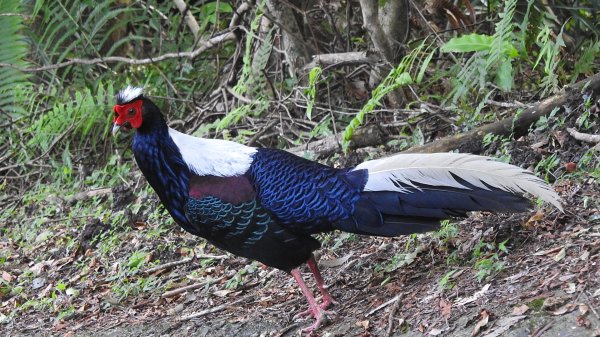 雲山水花鳥蝶-天龍國阿伯的日常6/22801949