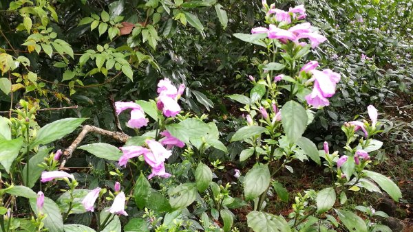 1071110福山植物園、望龍埤環湖步道458476