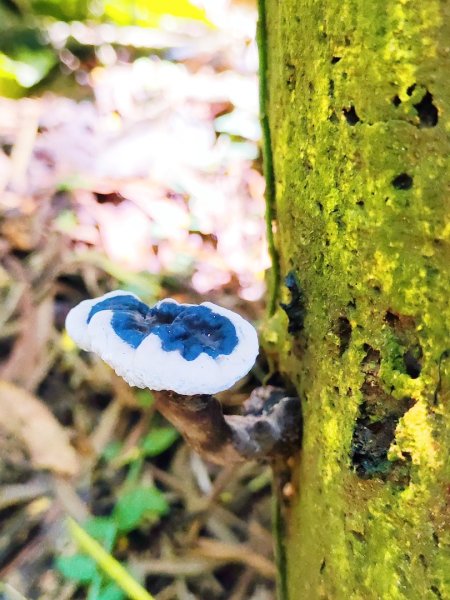 觀音山小鷹尖2818056