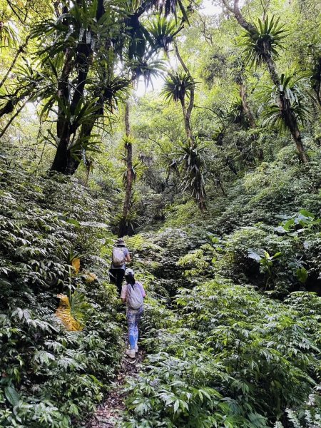 20250803枋山坑古道2850496