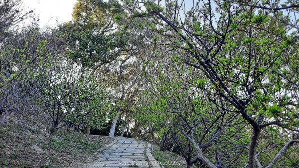 《彰化》桃李櫻美｜花壇虎山巖步道x大嶺巷富士櫻202503012723669