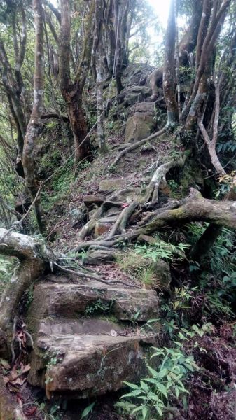 大尾山登山步道O型走321009