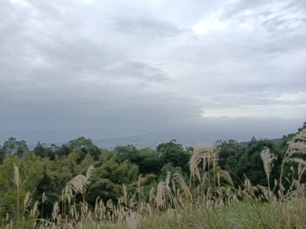 頭城鎮圓通寺+鴻子山東北峰+鴻子山+後湖子山林道+五峰旗山+840峰+水鴨池+水鴨崙+圓通寺O型2983767