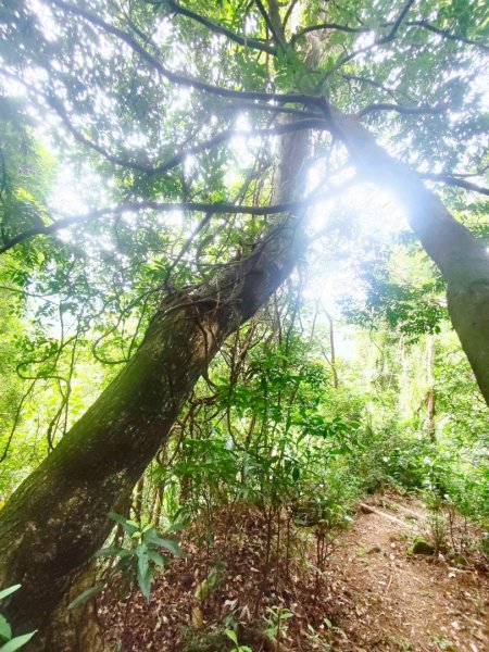 微笑山線之望月亭段2849039