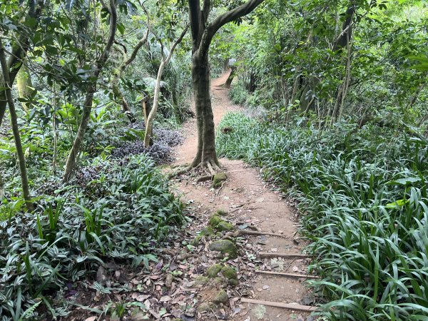 [微笑山線_第一段] 2025_0720 大棟山系_鎮遠山2843564