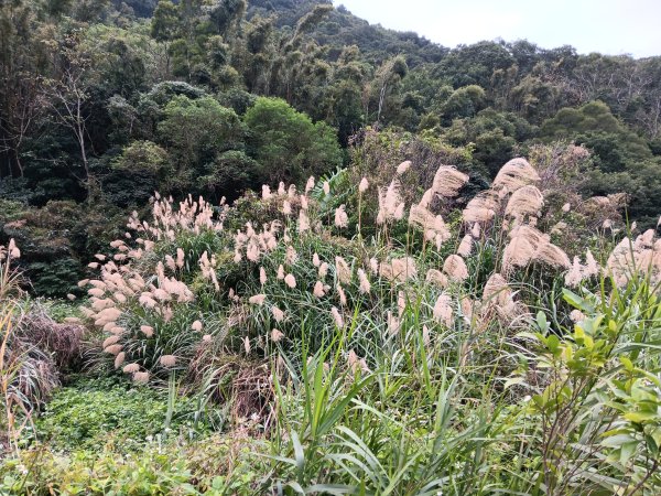 微笑山線大棟山系百年大榕樹段+大湖坑步道2981042