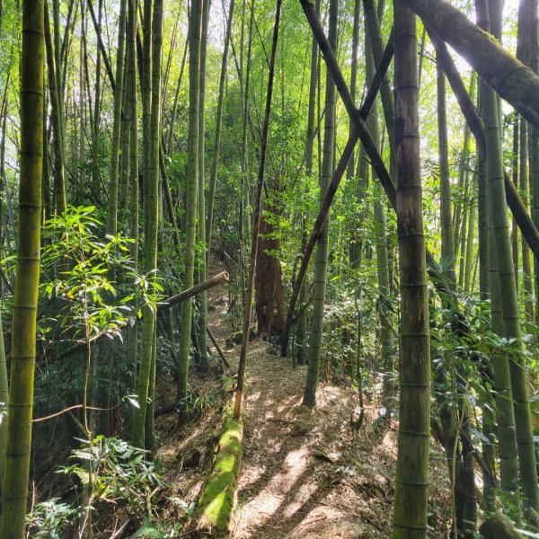 溪頭鳳凰山隆田線（小百岳）2350888