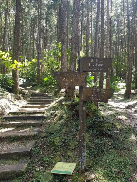 東眼山森林遊樂區178085