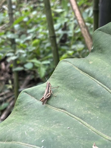 2026/02/28關刀山3008095