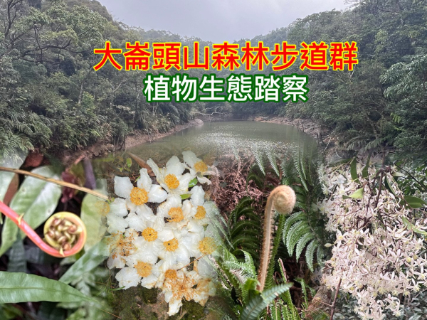 大崙頭山森林步道群 親山親水路線 植物生態踏察