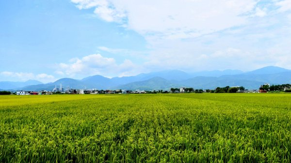 三奇美徑,52甲溼地2813343