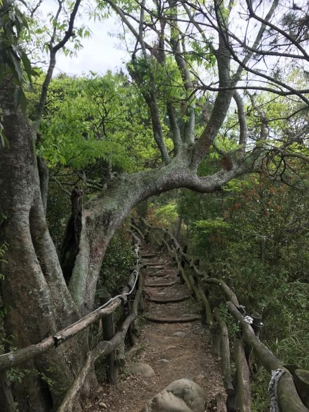 頭嵙山攻頂577441