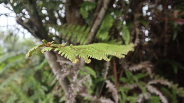 雙石縱走登山健行趣(小百岳24號&25號)2169497