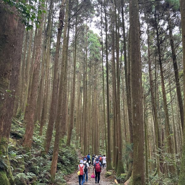 橫嶺山木馬古道輕鬆走2879023