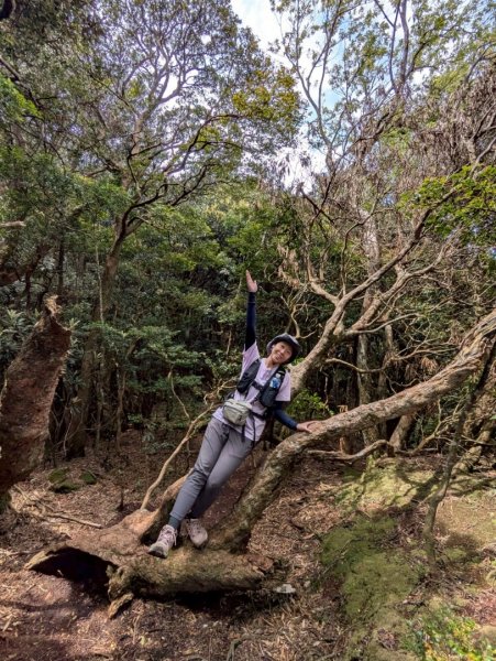 加里山（大坪登山口-杜鵑嶺-避難小屋）2767749