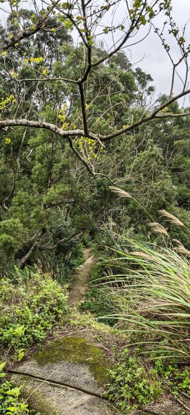 2026-0307 造鎮-文筆山-天華山-南勢角山-蘭花亭-牛伯伯3015834