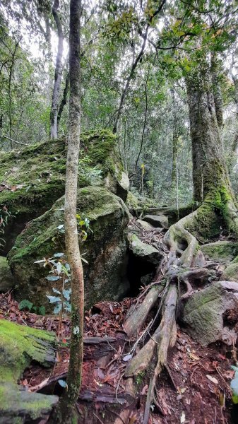 《台中》魔幻森林｜橫嶺山沙蓮山O型202104301367123