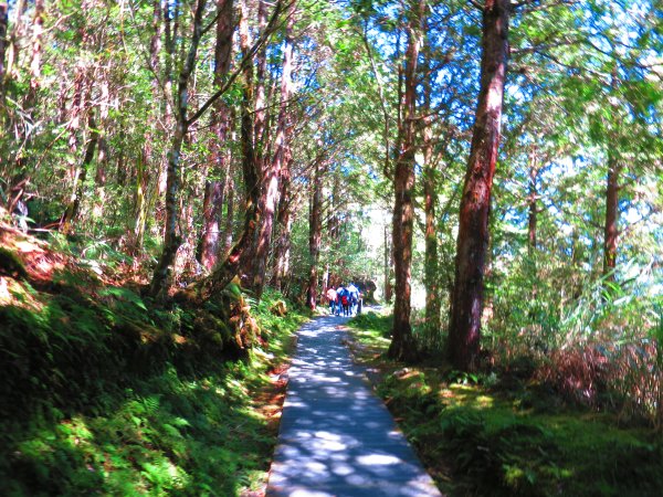 【宜蘭大同】寂靜山徑的呼喚：翠峰湖環山步道2422671