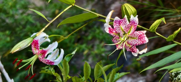 雲山水花鳥蝶-天龍國阿伯的日常 #艷紅鹿子百合 #大鳳蝶 #玉帶鳳蝶2863965