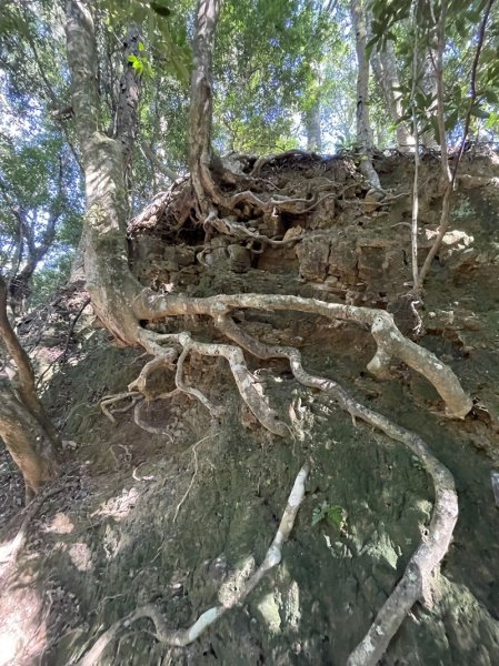 加里山隘勇線2913112