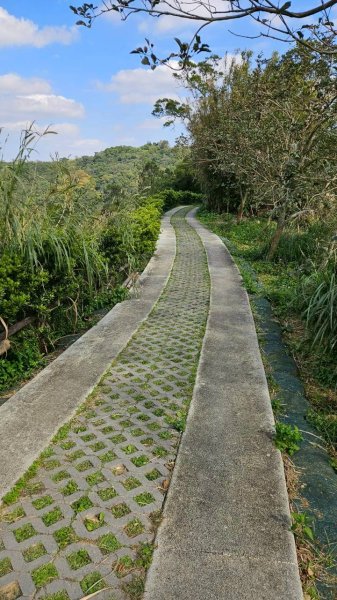20260110楊梅福人步道-老坑山-保甲古道-東森山林步道-小楊梅步道-秀才步道茶園段2982031