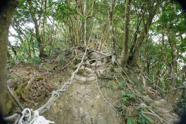苗栗 獅潭 仙山、大窩山2984280