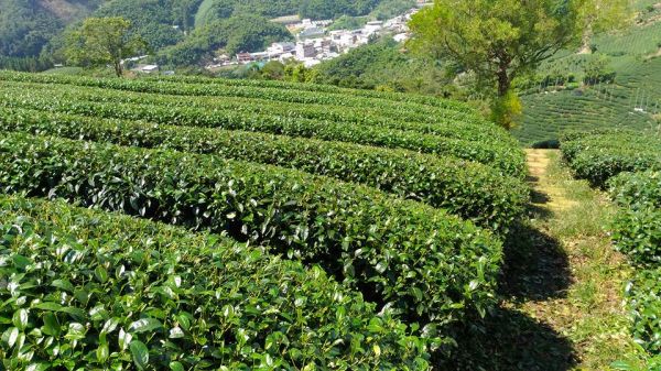 梨子腳山與太平山（小百岳）153202
