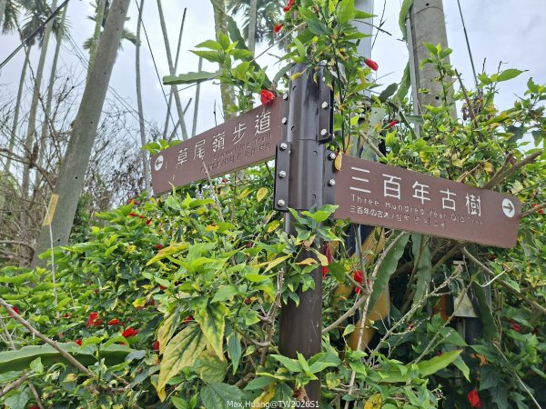 《南投》幸運之花｜草尾嶺步道賞血藤花202603293024997