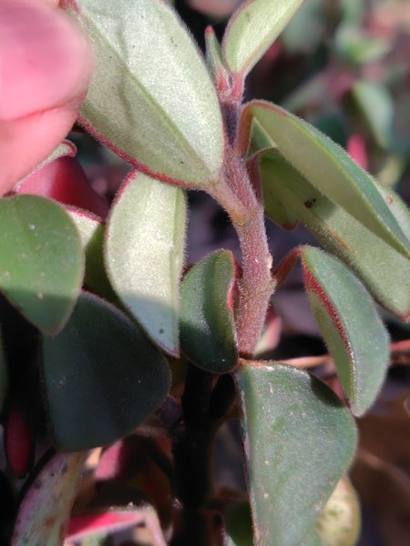 多納六秀 屯子山 安通吊橋2987241