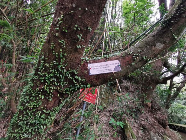 面天山、向天山步道→七星山主、東峰→大溝溪溪畔步道→碧湖公園步道→坪頂古圳親水步道→台北植物園步道1667639